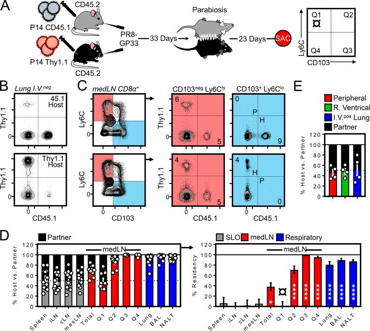 https://cdn.ncbi.nlm.nih.gov/pmc/blobs/b7a8/7398169/dd54264c25d7/JEM_20192197_Fig2.jpg