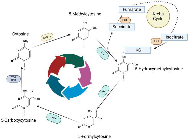 https://cdn.ncbi.nlm.nih.gov/pmc/blobs/b7f5/12108579/5ca9a619d976/biomedicines-13-01188-g002.jpg