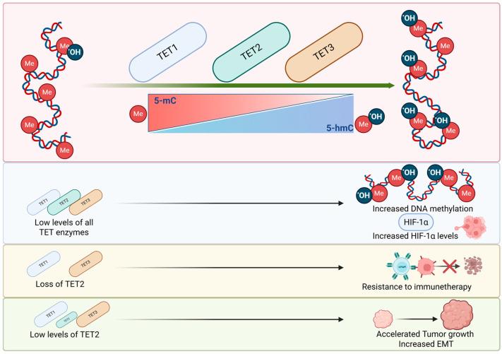 https://cdn.ncbi.nlm.nih.gov/pmc/blobs/b7f5/12108579/f7ba206d8f51/biomedicines-13-01188-g005.jpg