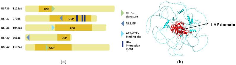 https://cdn.ncbi.nlm.nih.gov/pmc/blobs/b807/11118191/4f010d37a40c/biomolecules-14-00572-g001.jpg