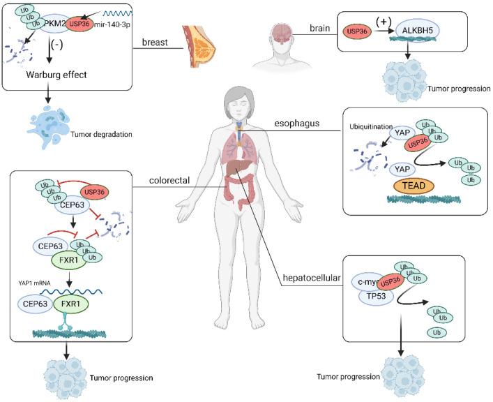 https://cdn.ncbi.nlm.nih.gov/pmc/blobs/b807/11118191/9e445145abe5/biomolecules-14-00572-g006.jpg