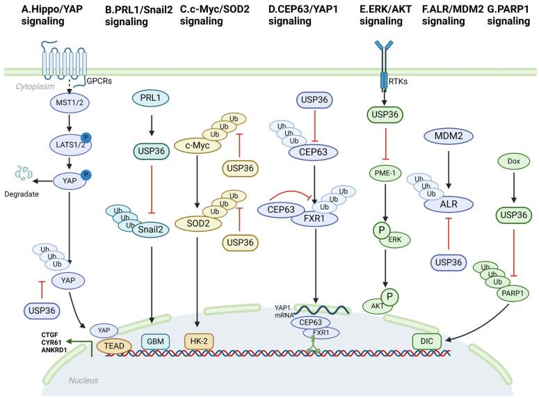 https://cdn.ncbi.nlm.nih.gov/pmc/blobs/b807/11118191/fdcd4b56b29f/biomolecules-14-00572-g002.jpg
