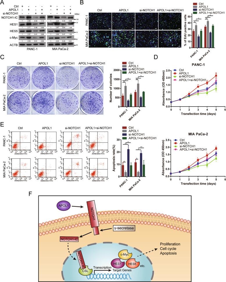 https://cdn.ncbi.nlm.nih.gov/pmc/blobs/b82f/8329288/5cdd4a92b723/41419_2021_3985_Fig6_HTML.jpg