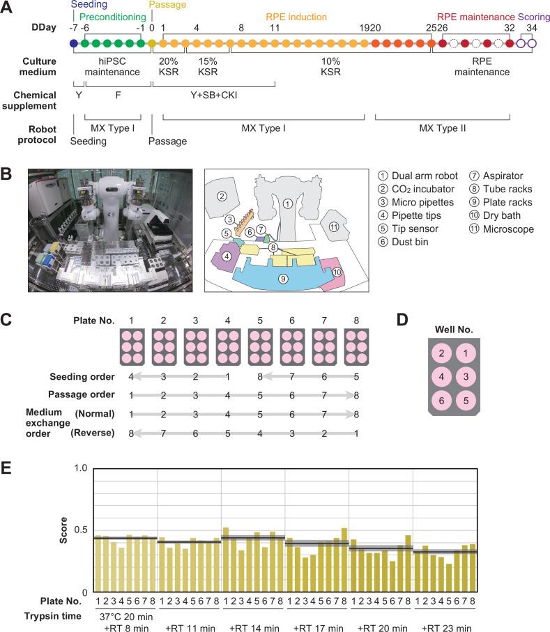 https://cdn.ncbi.nlm.nih.gov/pmc/blobs/b85d/9239686/8b39de5f12ea/elife-77007-fig2.jpg