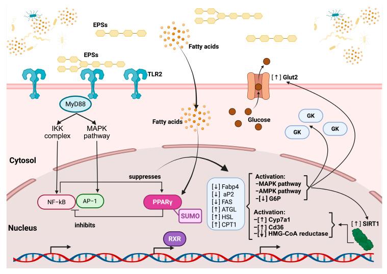 https://cdn.ncbi.nlm.nih.gov/pmc/blobs/b87e/12299704/766786763a05/microorganisms-13-01522-g005.jpg