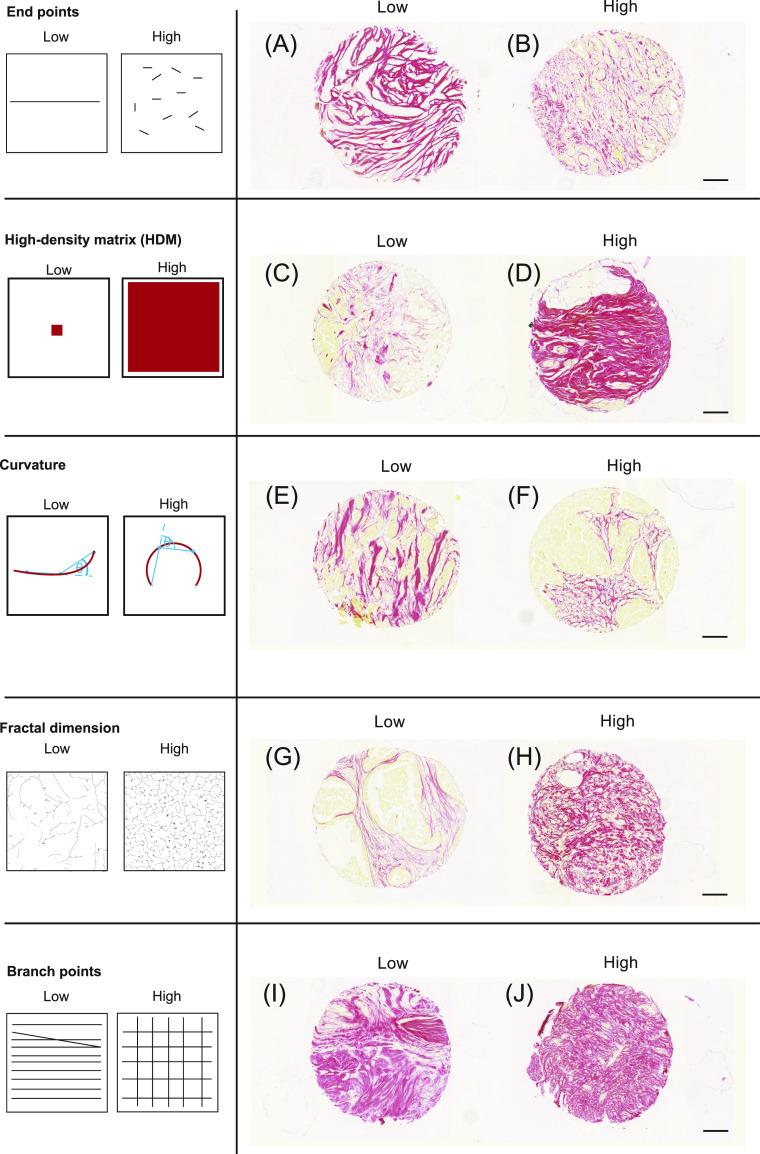 https://cdn.ncbi.nlm.nih.gov/pmc/blobs/b884/7898596/082bf824995d/LSA-2020-00880_Fig2.jpg