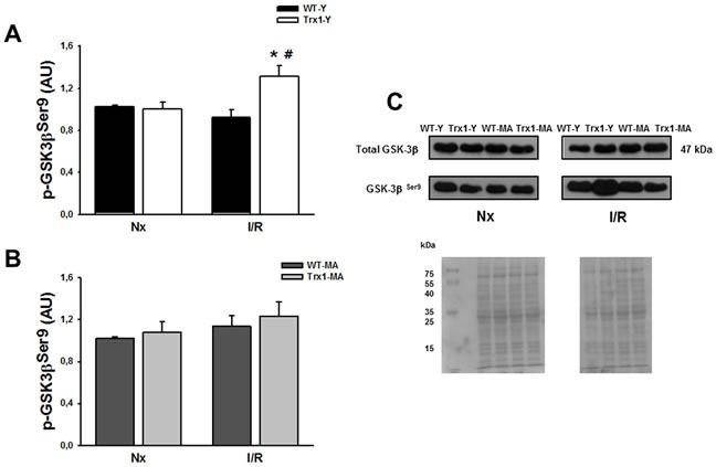 https://cdn.ncbi.nlm.nih.gov/pmc/blobs/b891/4914256/46644642d573/oncotarget-07-11889-g004.jpg