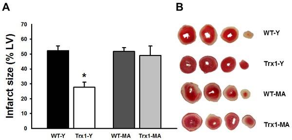 https://cdn.ncbi.nlm.nih.gov/pmc/blobs/b891/4914256/89825236a292/oncotarget-07-11889-g001.jpg