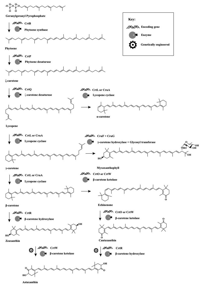 https://cdn.ncbi.nlm.nih.gov/pmc/blobs/b897/8156961/0bf6a83815d9/biomolecules-11-00735-g001.jpg