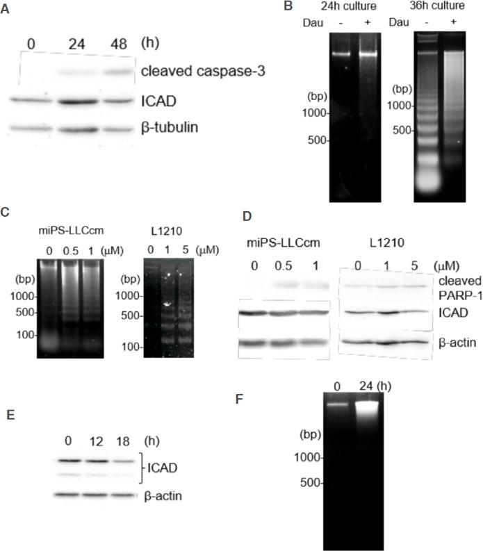 https://cdn.ncbi.nlm.nih.gov/pmc/blobs/b8b1/8992628/e778e906dd1d/cdr-2-335.fig.5.jpg