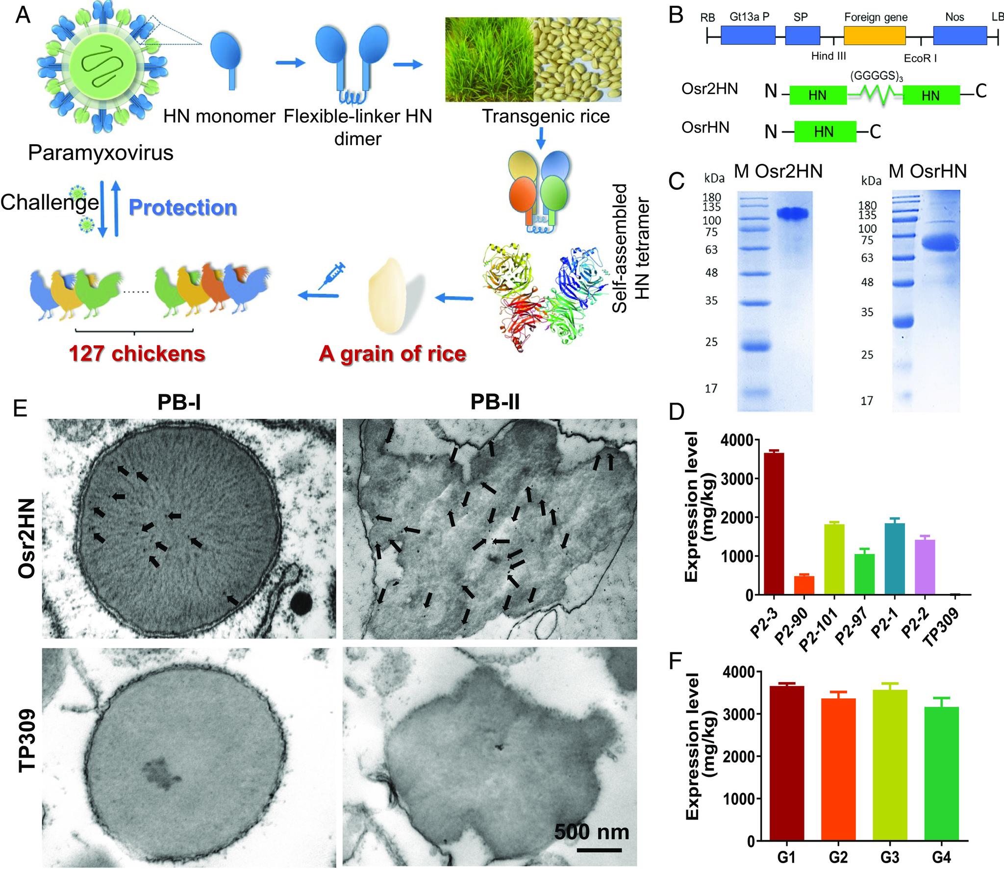 https://cdn.ncbi.nlm.nih.gov/pmc/blobs/b8c4/10823241/68aff377db27/pnas.2305745121fig01.jpg