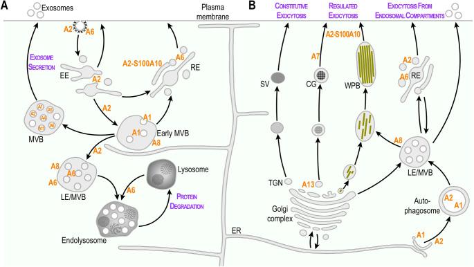https://cdn.ncbi.nlm.nih.gov/pmc/blobs/b8e4/12162462/f4d1c324fe85/18_2025_5780_Fig1_HTML.jpg