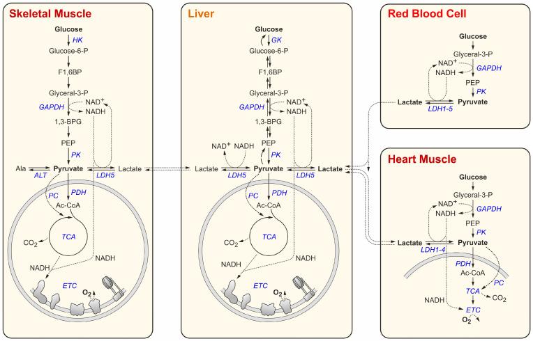 https://cdn.ncbi.nlm.nih.gov/pmc/blobs/b90b/11240417/78b2b1190fc4/cancers-16-02290-g001.jpg