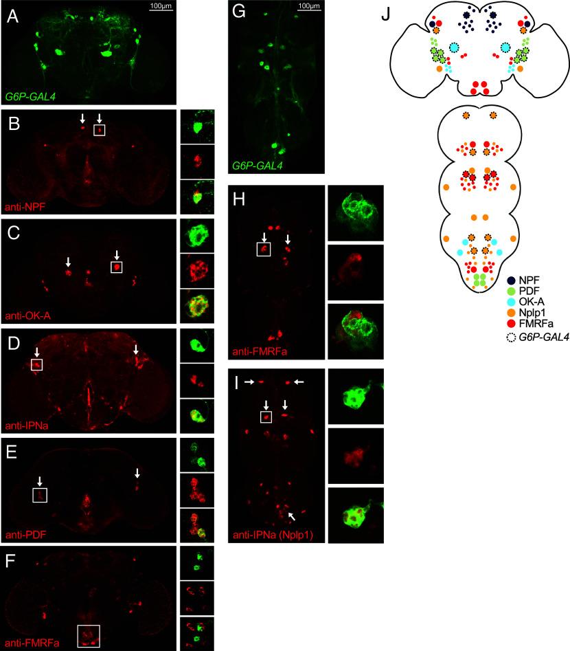 https://cdn.ncbi.nlm.nih.gov/pmc/blobs/b92a/11287260/9d80f3779710/pnas.2319958121fig01.jpg