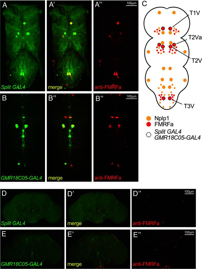 https://cdn.ncbi.nlm.nih.gov/pmc/blobs/b92a/11287260/bb86c20b2916/pnas.2319958121fig03.jpg