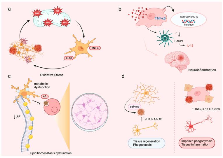 https://cdn.ncbi.nlm.nih.gov/pmc/blobs/b97b/11853365/ee4820708f43/cells-14-00243-g001.jpg