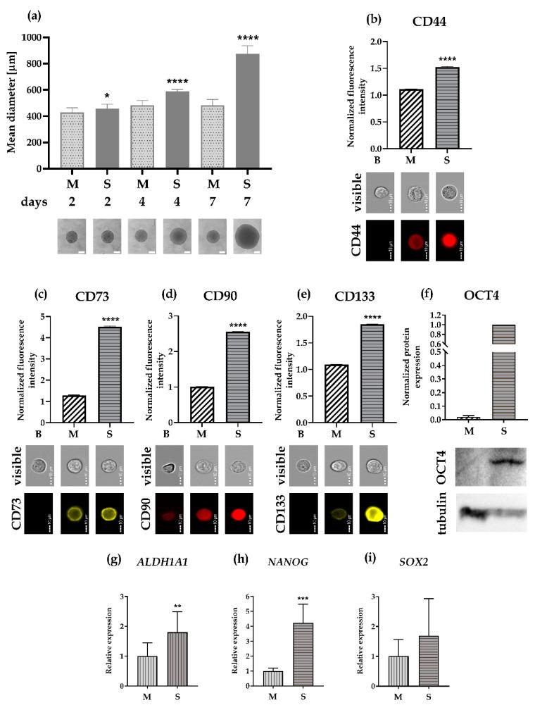 https://cdn.ncbi.nlm.nih.gov/pmc/blobs/b9b1/7408407/94a47c8fea85/cells-09-01707-g005.jpg