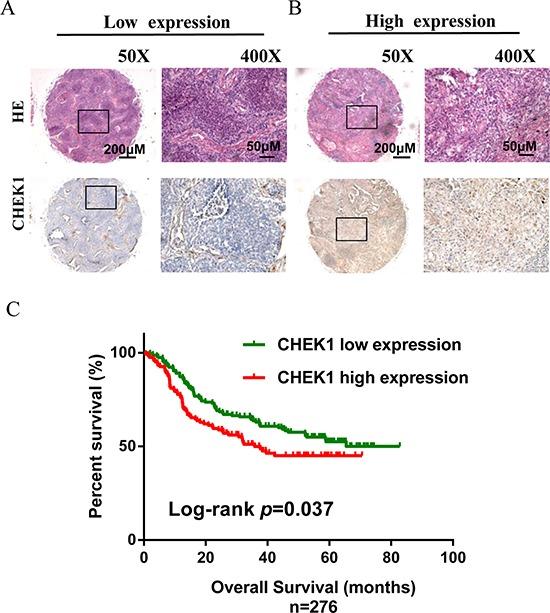 https://cdn.ncbi.nlm.nih.gov/pmc/blobs/b9bc/4496229/15098a38d4d4/oncotarget-06-9445-g005.jpg