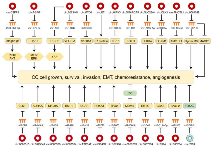 https://cdn.ncbi.nlm.nih.gov/pmc/blobs/b9d1/7352180/21d3cb6c4151/cancers-12-01472-g003.jpg
