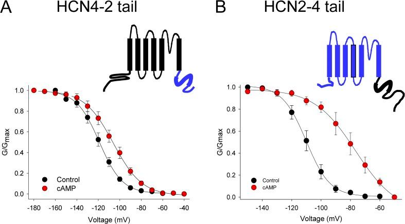 https://cdn.ncbi.nlm.nih.gov/pmc/blobs/b9da/3483121/871b13667321/JGP_201210858_Fig5.jpg
