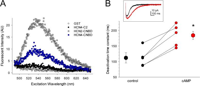 https://cdn.ncbi.nlm.nih.gov/pmc/blobs/b9da/3483121/ea0cb3d68caa/JGP_201210858_Fig3.jpg