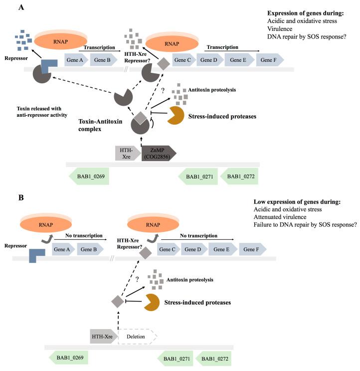 https://cdn.ncbi.nlm.nih.gov/pmc/blobs/b9de/10538038/5a8ba58a80ca/toxins-15-00536-g004.jpg