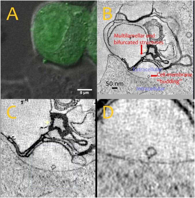 https://cdn.ncbi.nlm.nih.gov/pmc/blobs/b9ef/6255155/af63812eac2b/pnas.1811520115fig04.jpg