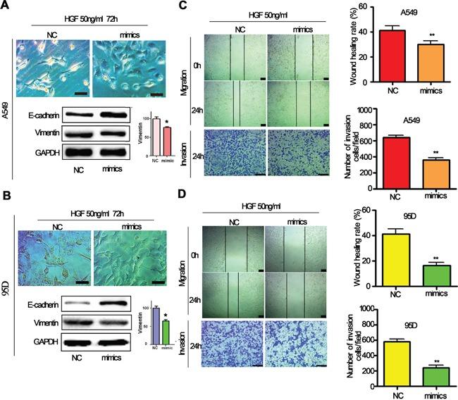 https://cdn.ncbi.nlm.nih.gov/pmc/blobs/b9f3/4951285/111a313e7b7d/oncotarget-07-18247-g003.jpg