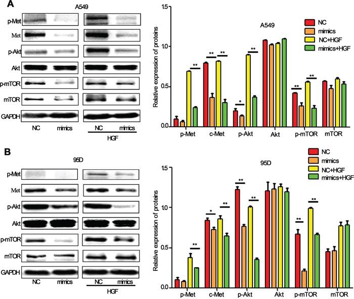 https://cdn.ncbi.nlm.nih.gov/pmc/blobs/b9f3/4951285/73f1794d460a/oncotarget-07-18247-g004.jpg