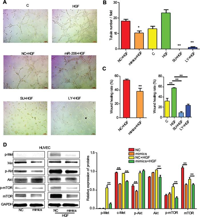 https://cdn.ncbi.nlm.nih.gov/pmc/blobs/b9f3/4951285/8300f9cefce0/oncotarget-07-18247-g007.jpg