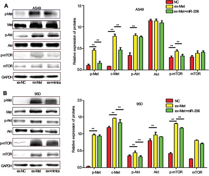 https://cdn.ncbi.nlm.nih.gov/pmc/blobs/b9f3/4951285/d1decd9388dc/oncotarget-07-18247-g006.jpg