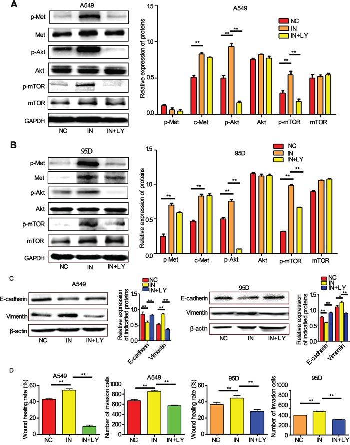 https://cdn.ncbi.nlm.nih.gov/pmc/blobs/b9f3/4951285/d9cfcf45e41a/oncotarget-07-18247-g005.jpg
