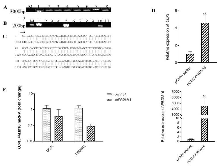 https://cdn.ncbi.nlm.nih.gov/pmc/blobs/ba1a/8750179/4c9ba6c2a78e/antioxidants-10-01986-g003.jpg