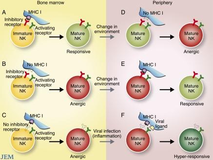 https://cdn.ncbi.nlm.nih.gov/pmc/blobs/ba64/2947064/18cefca1c92e/JEM_20101748R_RGB_Fig1.jpg