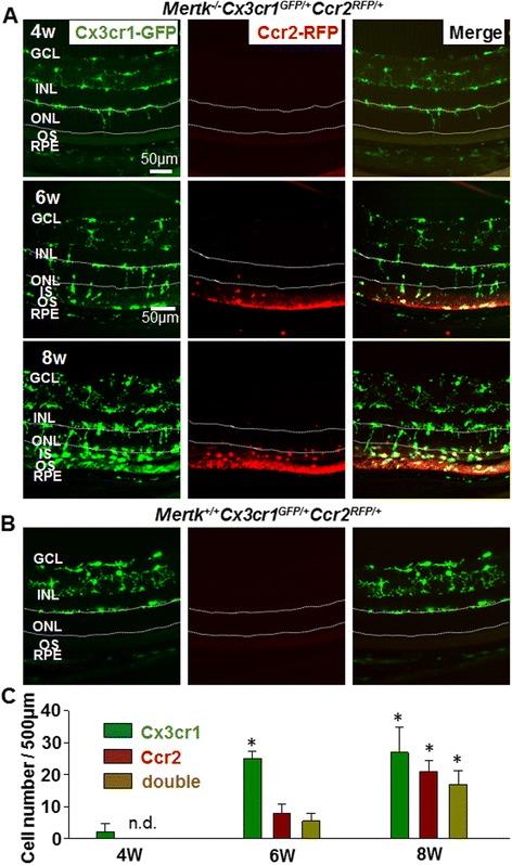 https://cdn.ncbi.nlm.nih.gov/pmc/blobs/ba66/4603985/ce9304afcf51/12974_2015_408_Fig2_HTML.jpg