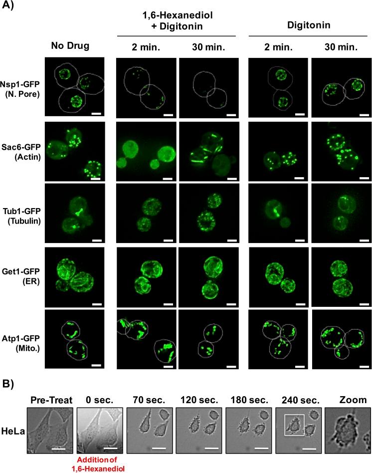 https://cdn.ncbi.nlm.nih.gov/pmc/blobs/ba6b/5014549/a7cb6570889f/elife-18413-fig7.jpg