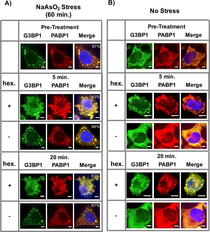 https://cdn.ncbi.nlm.nih.gov/pmc/blobs/ba6b/5014549/be8e1f04a171/elife-18413-fig9.jpg