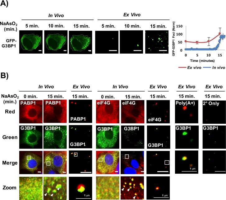 https://cdn.ncbi.nlm.nih.gov/pmc/blobs/ba6b/5014549/ceb866305838/elife-18413-fig2.jpg