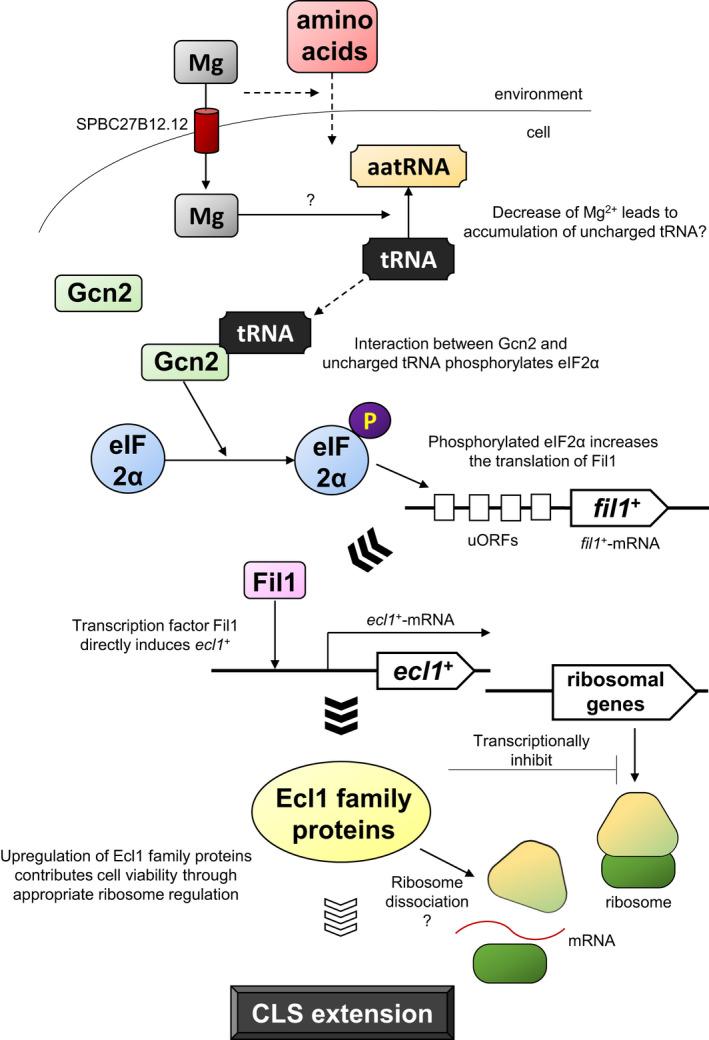 https://cdn.ncbi.nlm.nih.gov/pmc/blobs/ba71/8088111/6cd3f279d49d/MBO3-10-e1176-g001.jpg