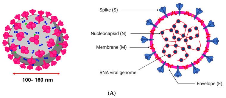 https://cdn.ncbi.nlm.nih.gov/pmc/blobs/ba79/10532592/bf93187d12d8/jof-09-00897-g001a.jpg