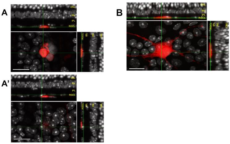 https://cdn.ncbi.nlm.nih.gov/pmc/blobs/bac1/8228580/5a1414d770d9/cells-10-01426-g004.jpg