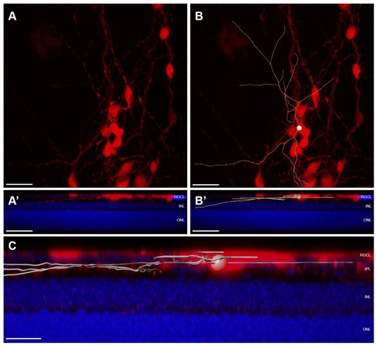 https://cdn.ncbi.nlm.nih.gov/pmc/blobs/bac1/8228580/8cb2c5c7564e/cells-10-01426-g005.jpg