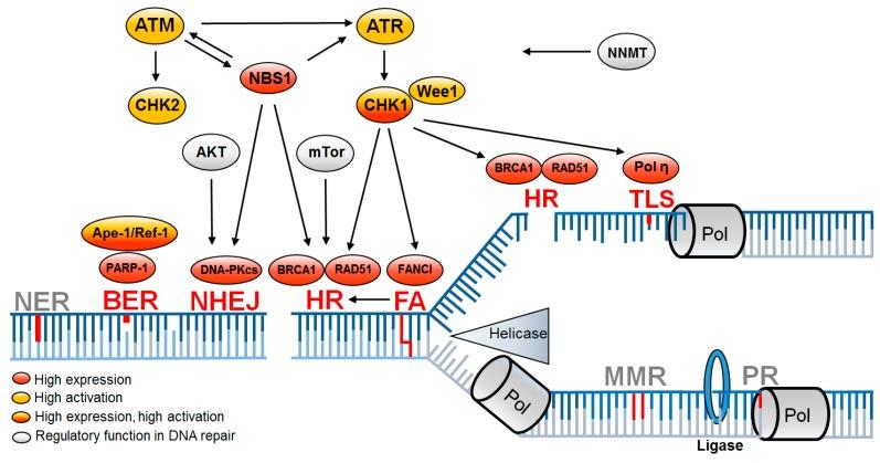 https://cdn.ncbi.nlm.nih.gov/pmc/blobs/bacb/6627210/06f1ae0065cc/cancers-11-00862-g002.jpg