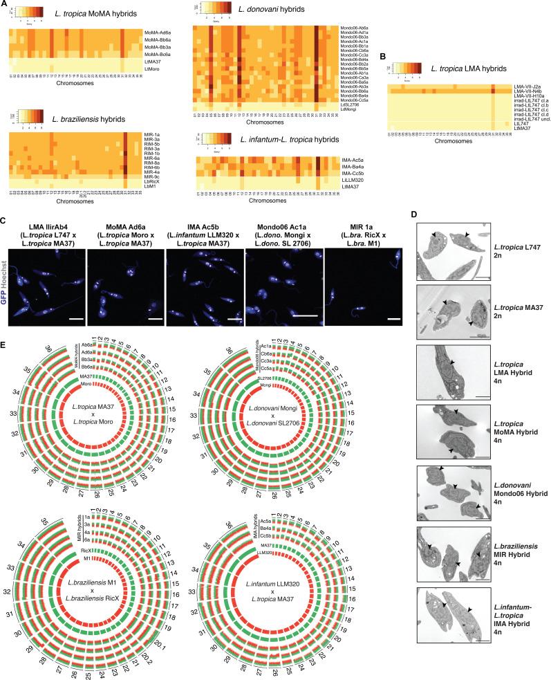 https://cdn.ncbi.nlm.nih.gov/pmc/blobs/bacc/8794473/3b4d86cbe43c/elife-73488-fig2.jpg