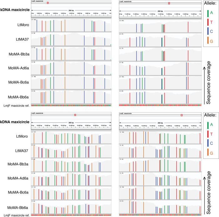 https://cdn.ncbi.nlm.nih.gov/pmc/blobs/bacc/8794473/fe8bc0e3e4fb/elife-73488-fig2-figsupp4.jpg