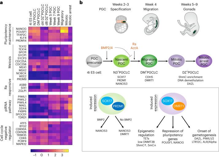 https://cdn.ncbi.nlm.nih.gov/pmc/blobs/bace/10567552/ce70058b3c86/41556_2023_1224_Fig8_HTML.jpg