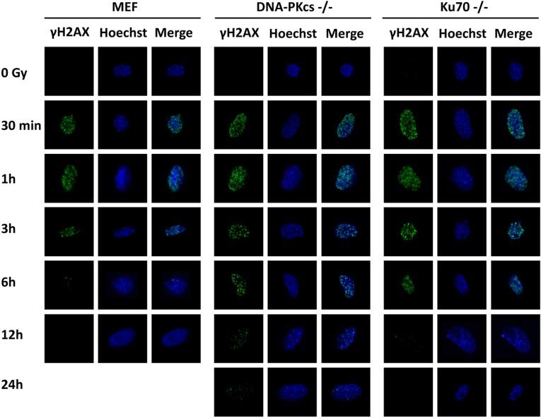 https://cdn.ncbi.nlm.nih.gov/pmc/blobs/bacf/5410253/60872c9abfb6/oncotarget-08-22662-g002.jpg
