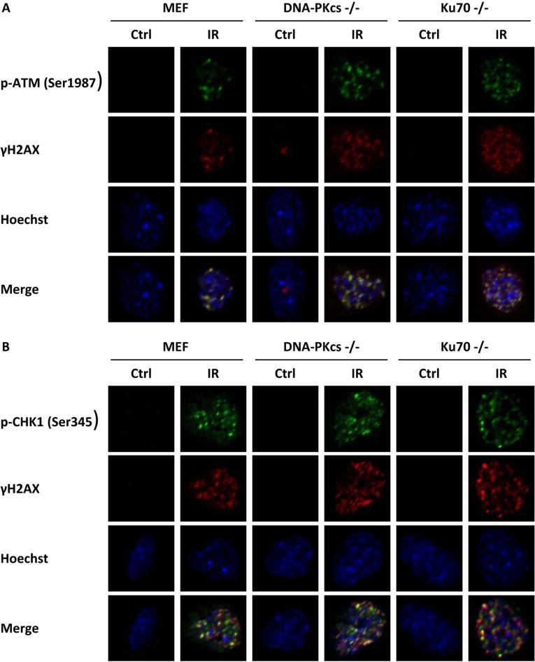 https://cdn.ncbi.nlm.nih.gov/pmc/blobs/bacf/5410253/a096d5754047/oncotarget-08-22662-g003.jpg