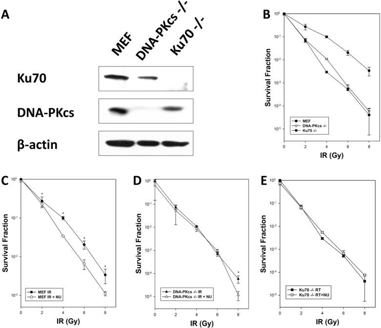 https://cdn.ncbi.nlm.nih.gov/pmc/blobs/bacf/5410253/bd714d2b67cf/oncotarget-08-22662-g001.jpg