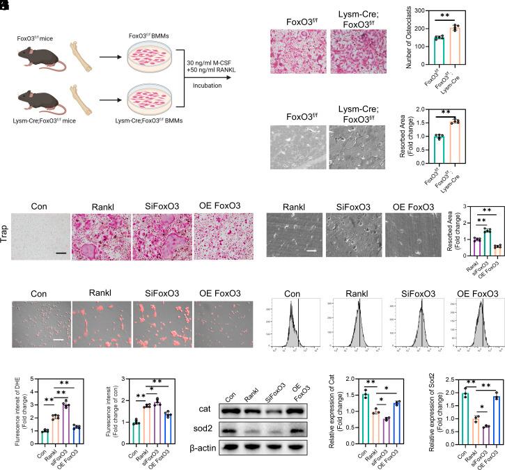 https://cdn.ncbi.nlm.nih.gov/pmc/blobs/bb26/11962505/02a10b7bfb99/pnas.2418023122fig03.jpg